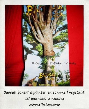 baobab bonsai en sommeil vegetatif