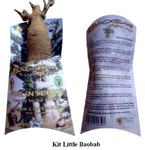 Kit Little Baobab (Adansonia digitata) – Mini-plant