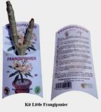 Kit Little Frangipanier (Plumeria) – Mini-plante